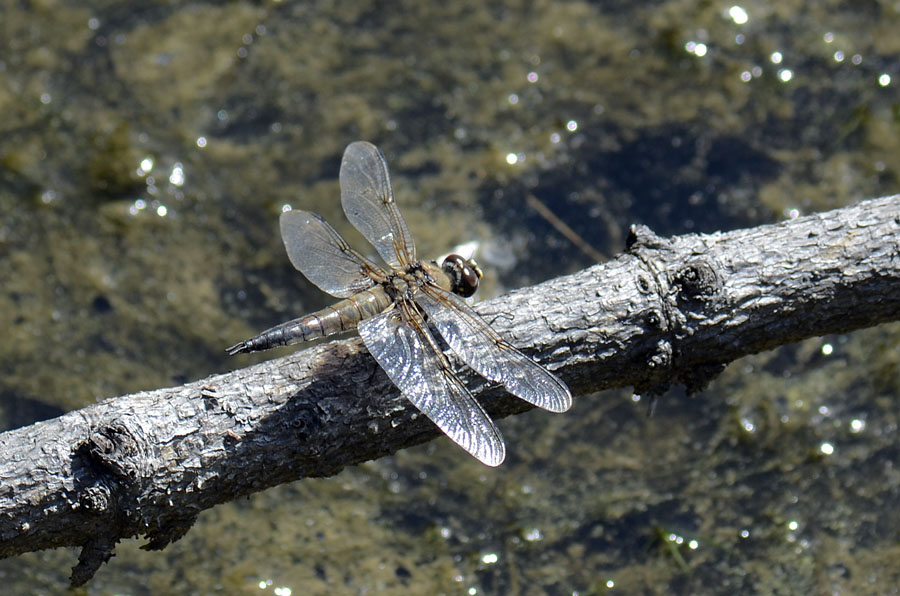 Libellula quadrimaculata? - S, maschio